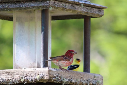 A pair of finches