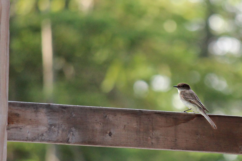 Nesting Eastern Phoebes