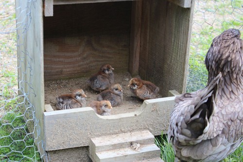Shadow's babies taking a break in a nesting box.