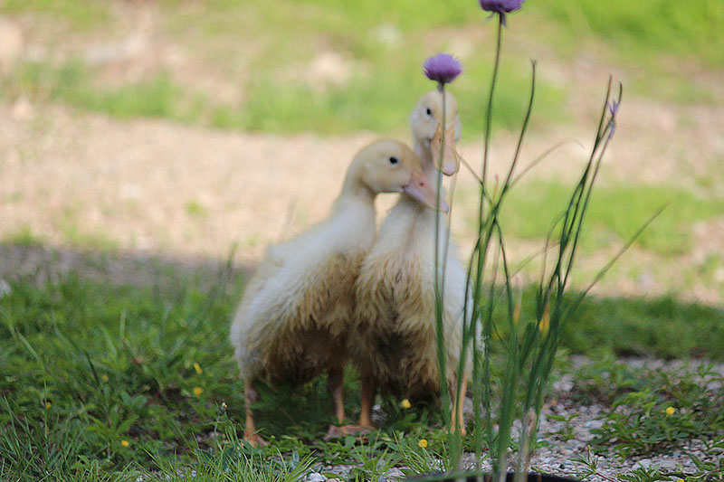 Adventure to the Big Pond