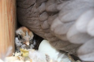 bantam chick