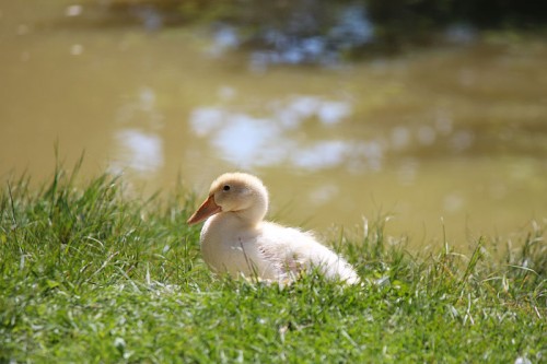 Squeak enjoying a little free time by the pond.