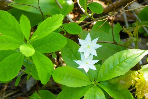 Star Flowers