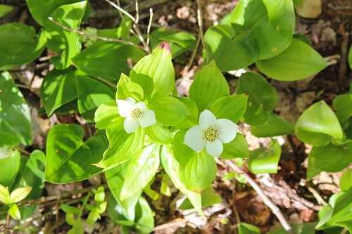 Bunchberry Dogwood