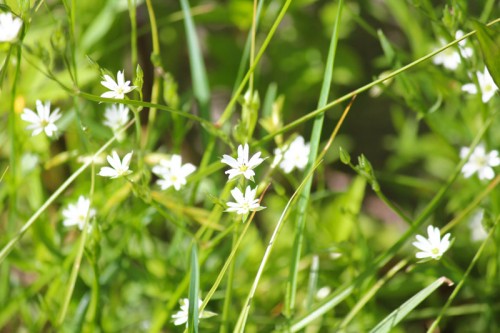 Unknown Wildflower (or weed)