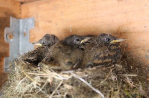 baby phoebes in nest