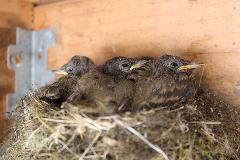 Baby Phoebes