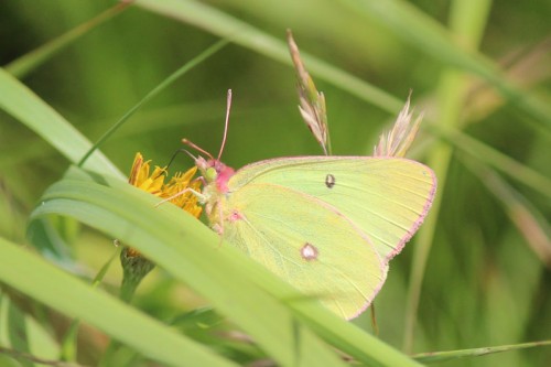 With her pink face, she looks a bit like a fairy.