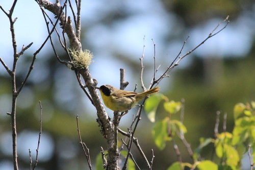 A Common Yellowthroat, I think!