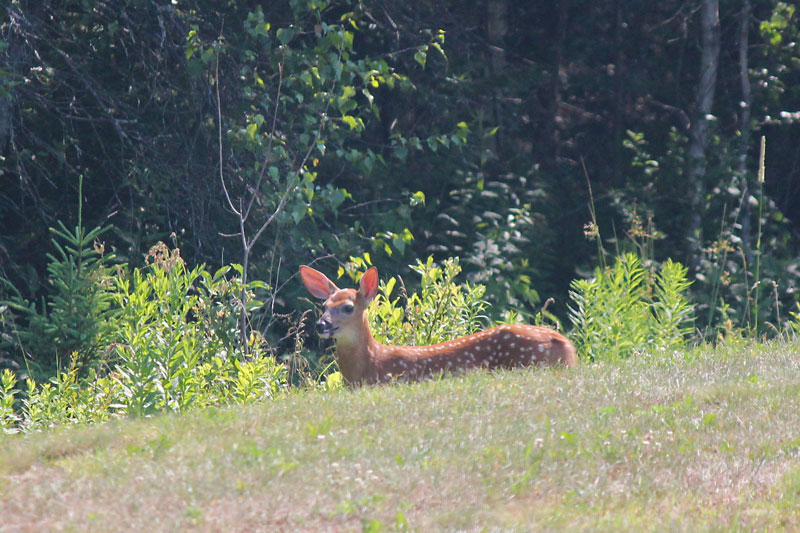 Whitetail Momma and Baby