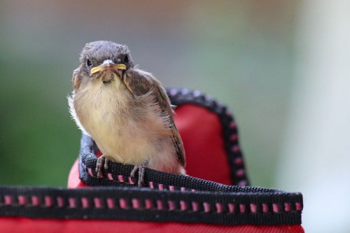 baby phoebe's first flight