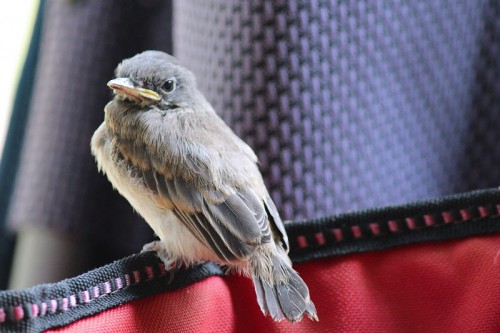 eastern phoebe's first flight