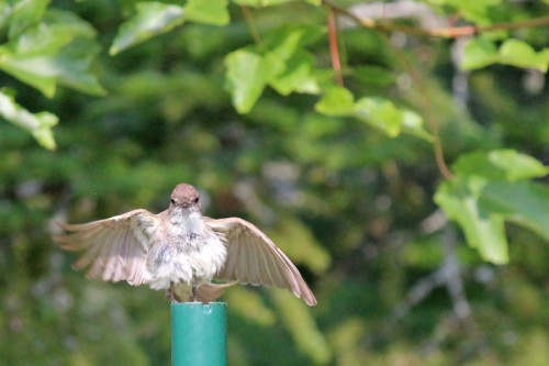 adult eastern phoebe