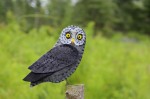 great gray owl felt pattern