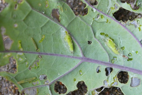 kale-pest