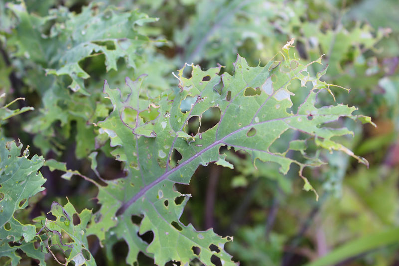 Kale Under Attack