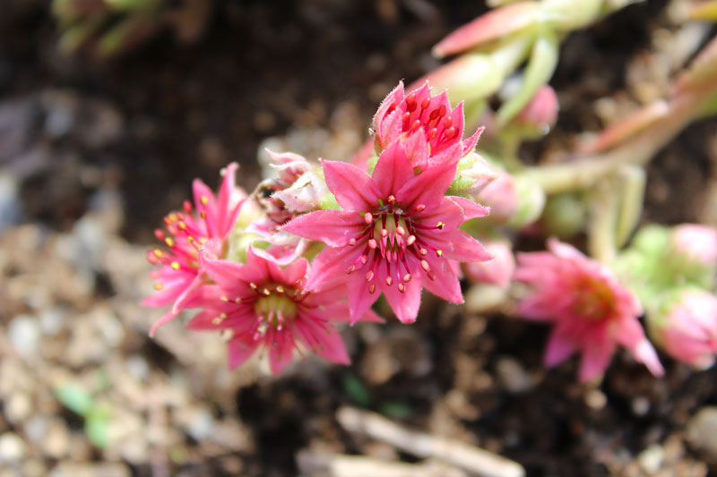 Hens and Chicks of Another Variety