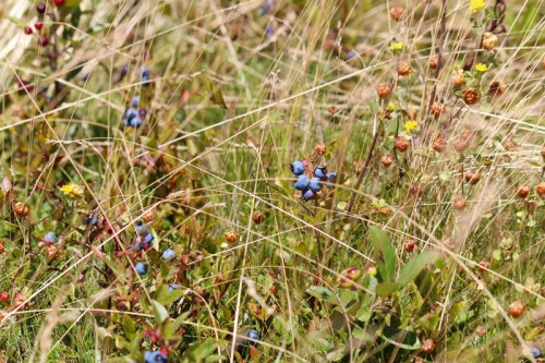 berries