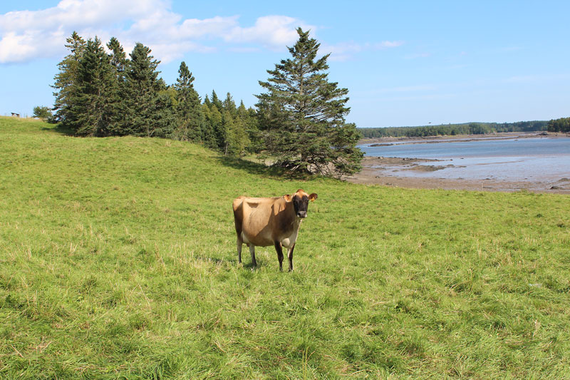 Tide Mill Farm Outing