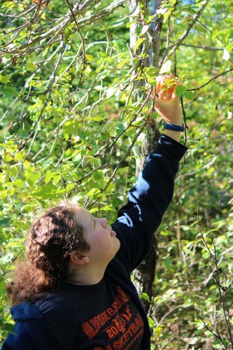 apple-picking