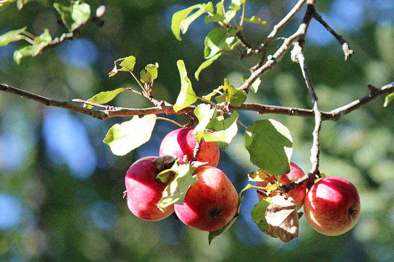 Apple Picking With Hannah