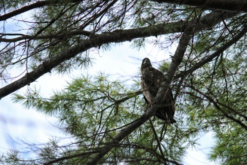 female-eagle