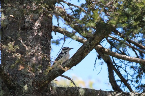 hairy-woodpecker