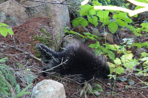 Porcupine on Pigeon Hill
