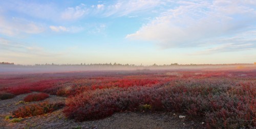 barrens-in-the-mist