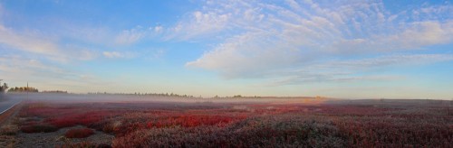 barrens-in-the-mist-pan