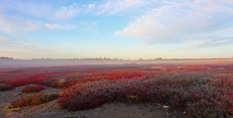 Autumn Barrens in the Mist