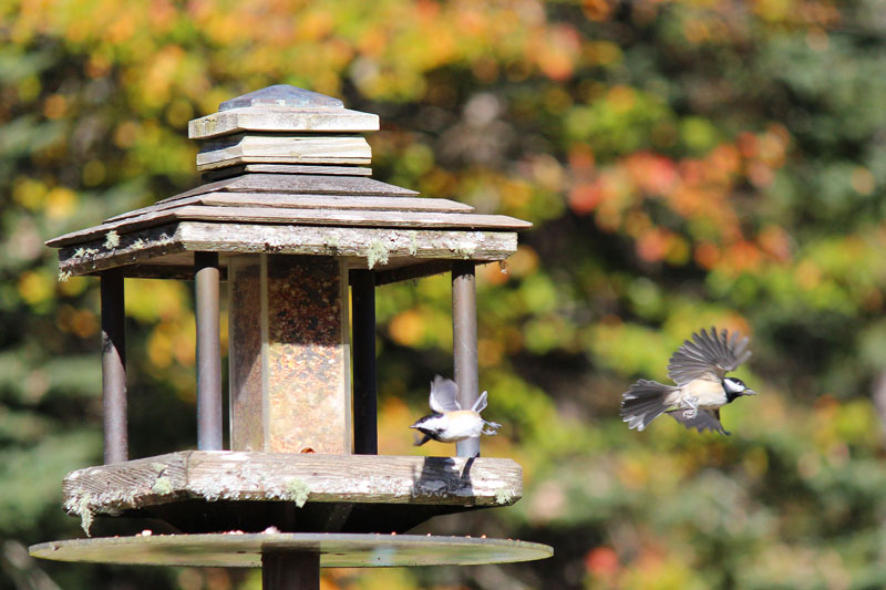 Chickadees in Motion