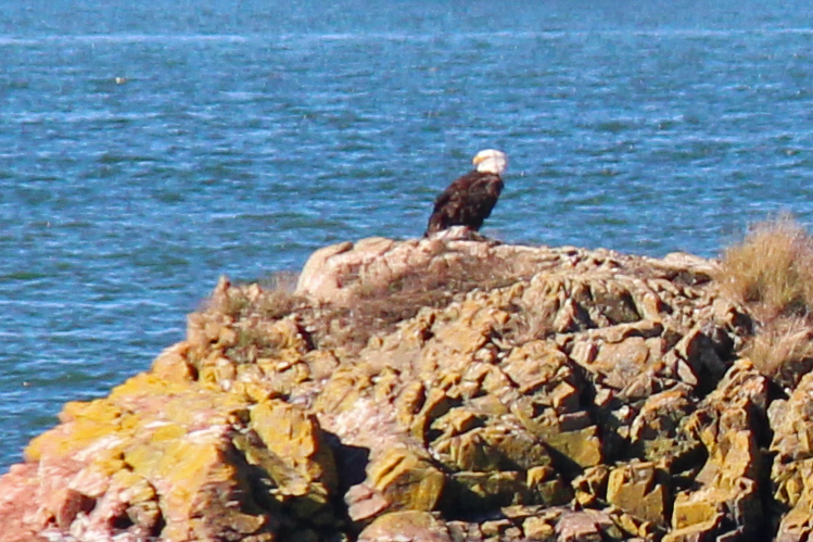 Seagull or Bald Eagle?