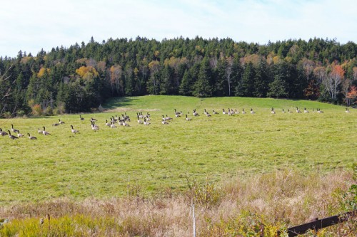 geese3