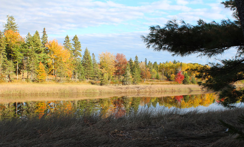 Autumn Along the Narraguagus