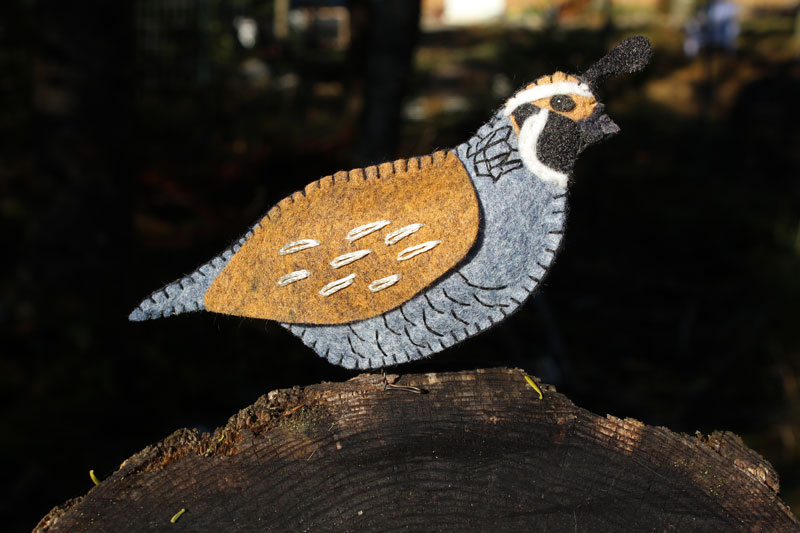 The Quaint California Quail