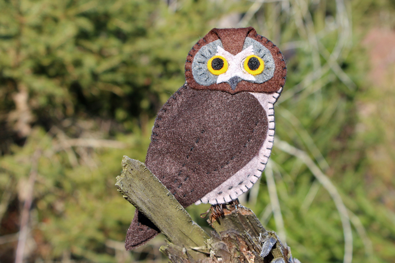 The Beguiling Boreal Owl