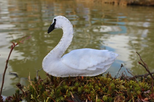 Trumpeter Swan