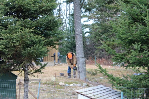 tree-068