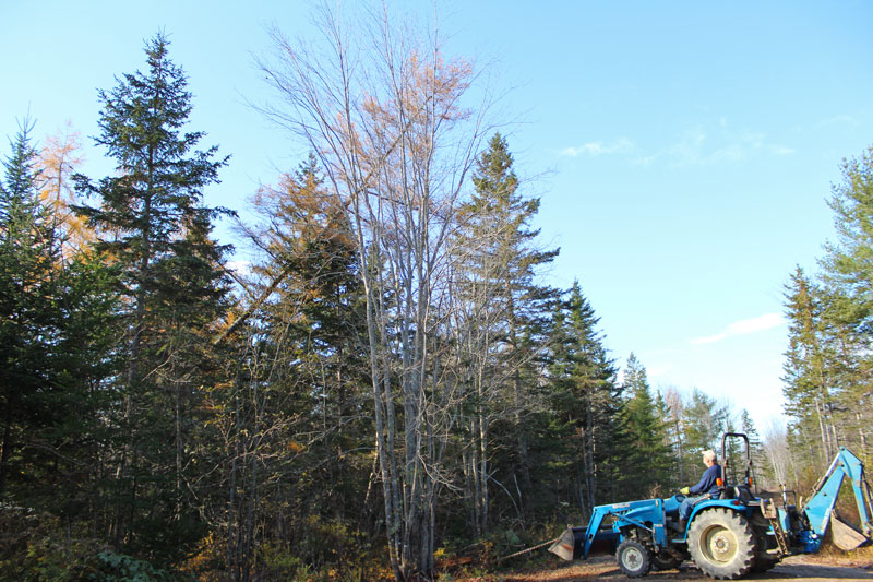 Weeding out the Woods