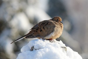 mourning dove