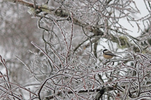 chickadee-on-ice-2