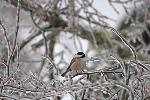 chickadee-on-ice