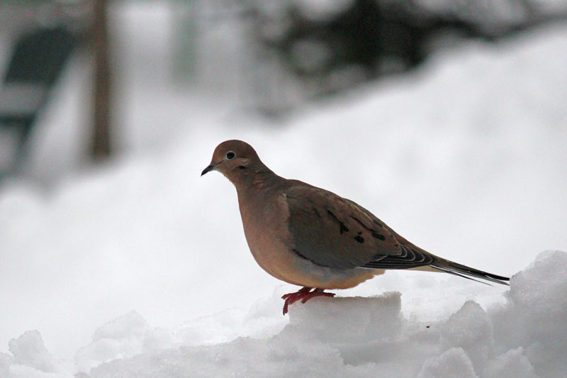 A Flock of Doves