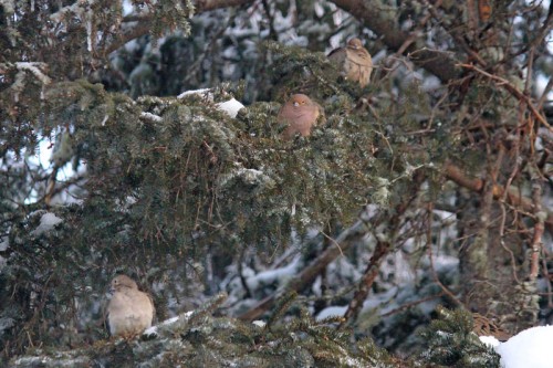 doves