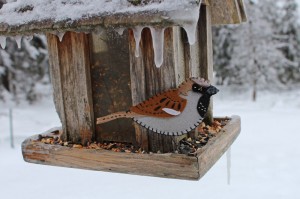 house sparrow pattern