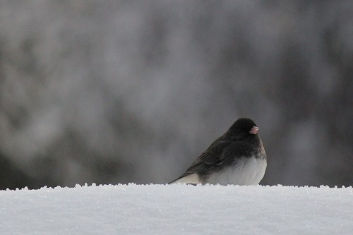 junco