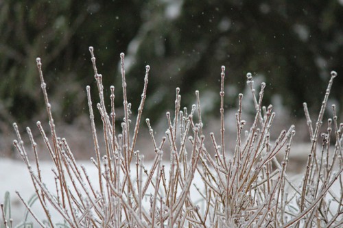 lilacs-on-ice