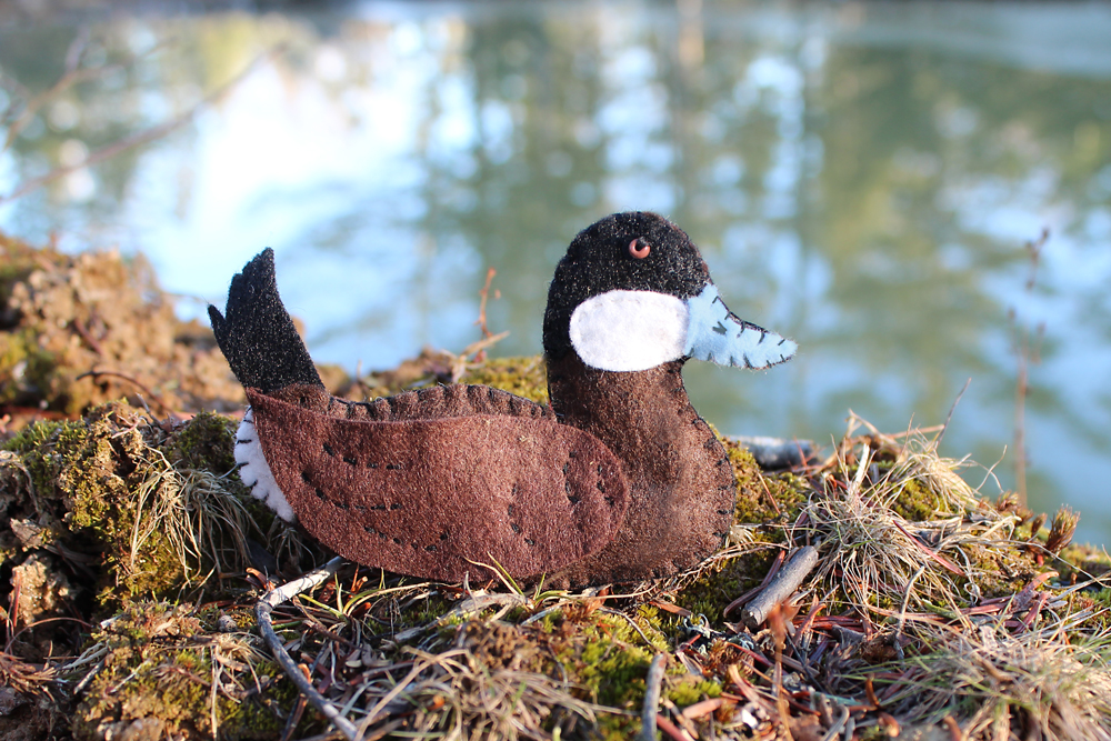 The Blue Billed Ruddy Duck