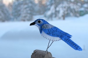 Scrub Jay